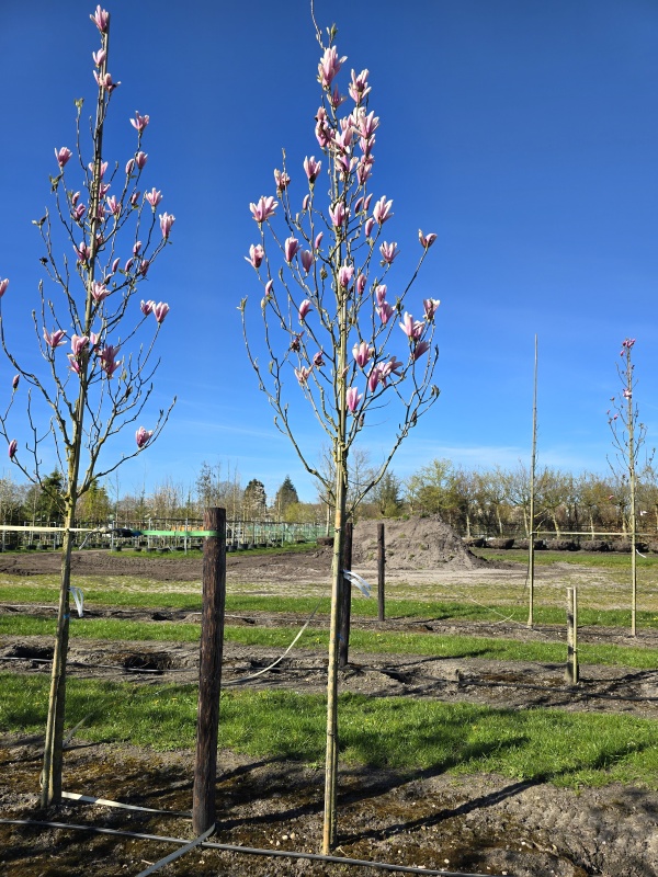 Magnolia Heaven Scent