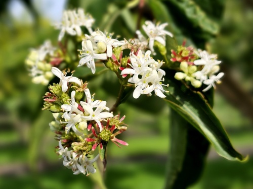 Heptacodium met Hommel september