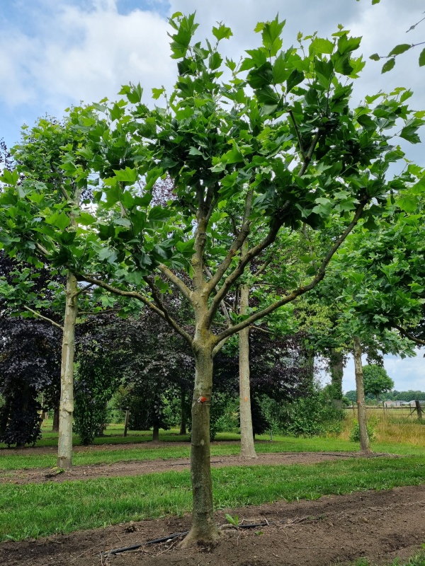 Klimboom Plataan