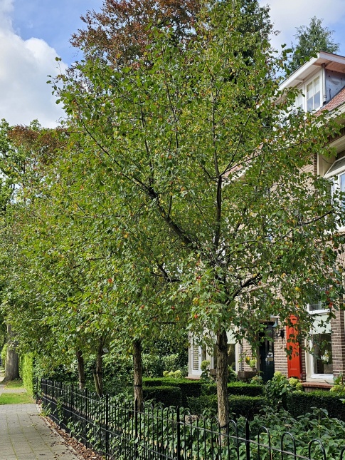 Sierappel 'Evereste', hoogstam in september