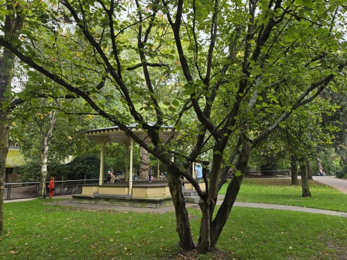 Corylus avellana, Gewone Hazelaar, meerstammige bij Kasteelbos
