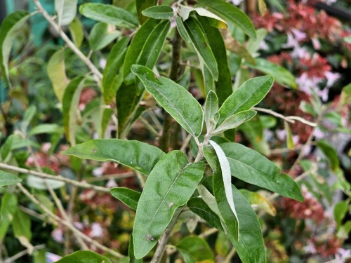 Olijfwilg  blad in oktober