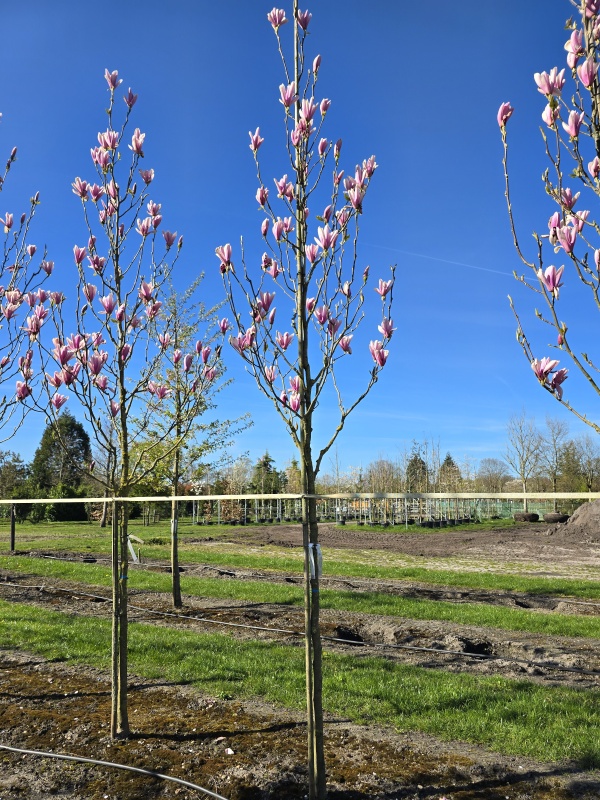 Magnolia Heaven Scent