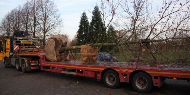 Aanplant en transport van grote bomen