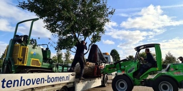 Das Pflanzen von Bäumen mit Ballen