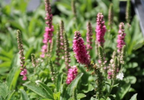 De Aar-ereprijs mag in uw tuin eigenlijk niet ontbreken