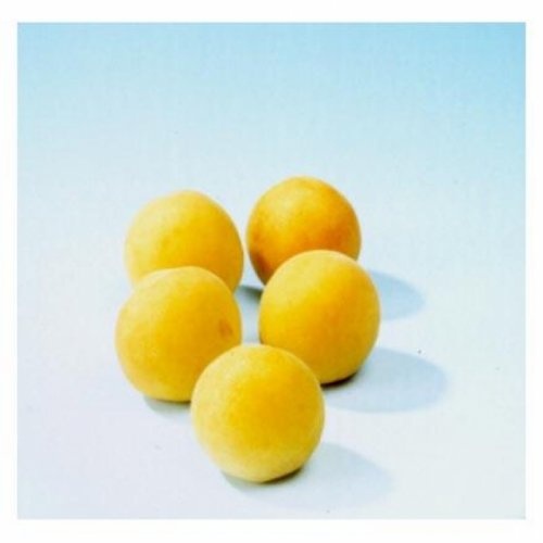 Abrikoos 'Bredase' - Prunus armeniaca 'Bredase'