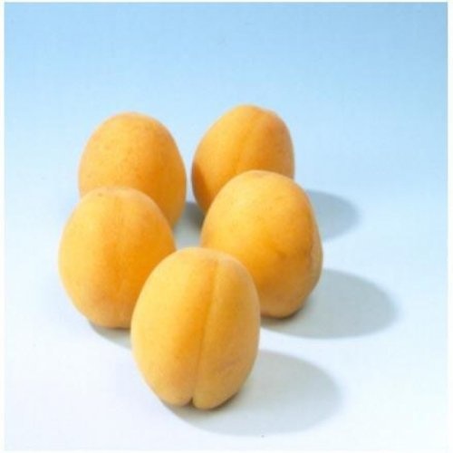 Abrikoos 'Hongaarse'  - Prunus armeniaca 'Hongaarse'