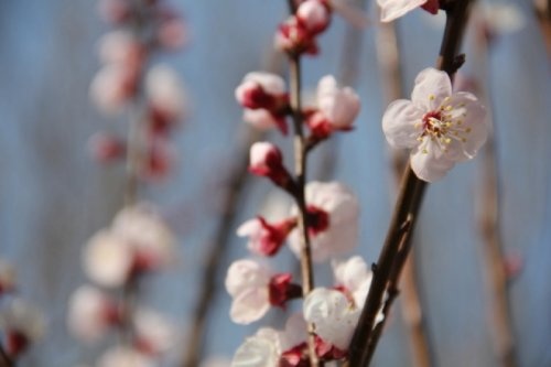Abrikoos 'Moorpark'  - Prunus armeniaca 'Moorpark'