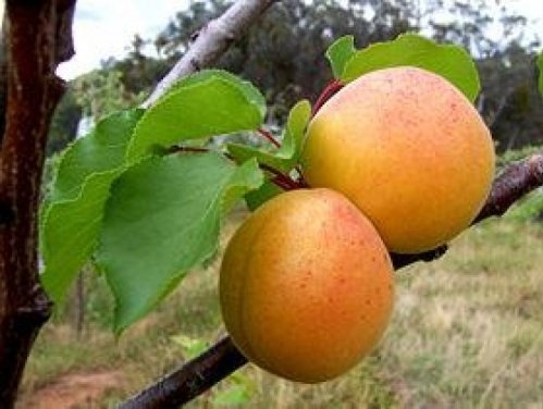 Abrikoos 'Tros Oranje' - Prunus armeniaca 'Tros Oranje'