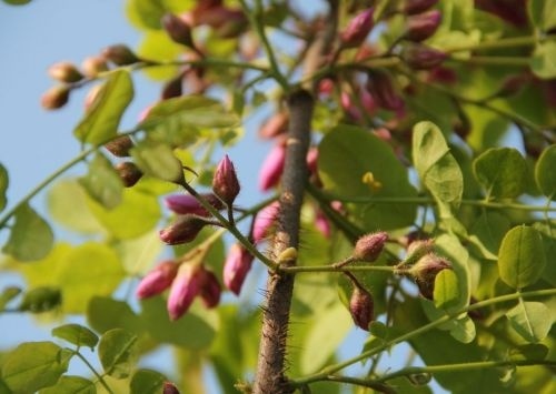 Acacia - Robinia elliottii