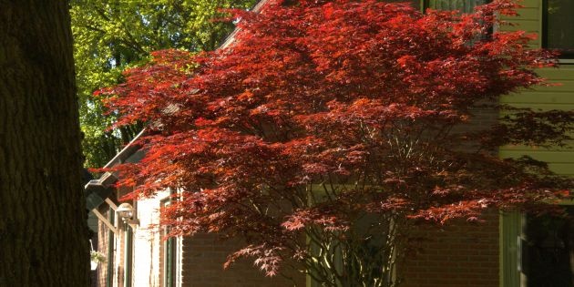 Acer palmatum