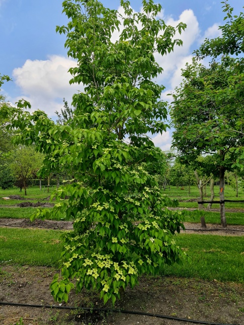 Japanse grootbloemige kornoelje  Cornus kousa chinensis