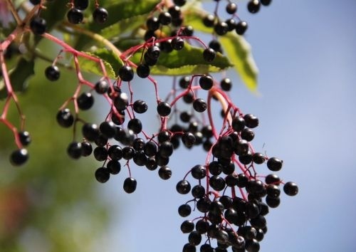 Sambucus Nigra, zwarte vlierbes in juli