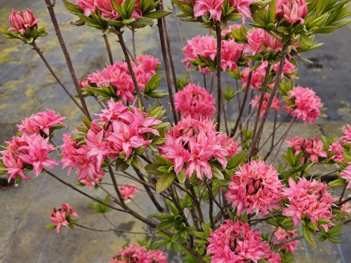 Rhododendron (AK) Homebush