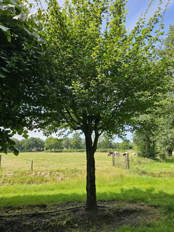 Feldahorn als Vogelbaum