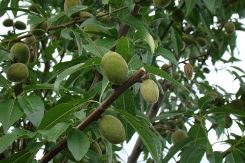 Amandel - Prunus dulcis