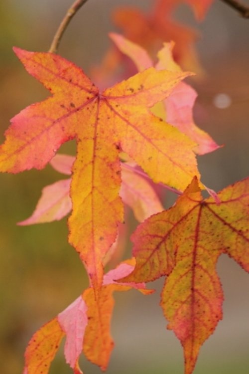 Amberboom, tuinbonsai - Liquidambar styraciflua