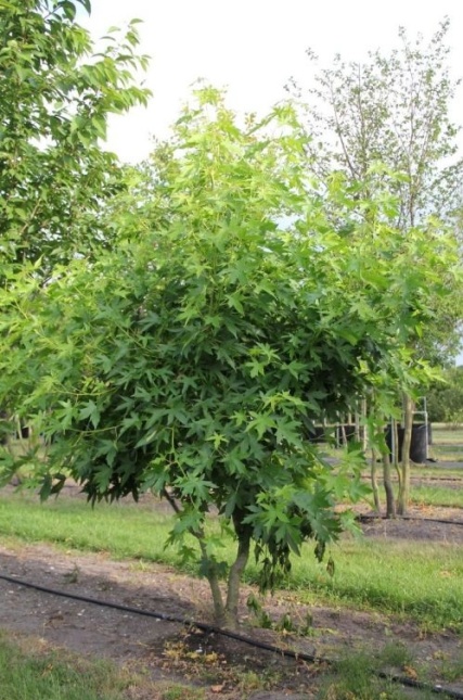 Liquidambar 'Worplesdon'  herfstkleuren