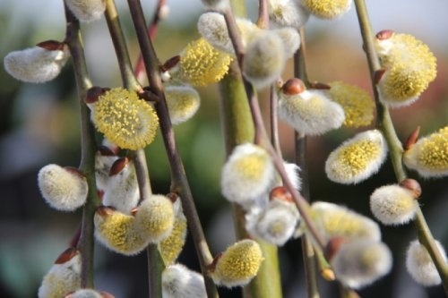 Amerikaans treurwilg - Salix purpurea 'Pendula'