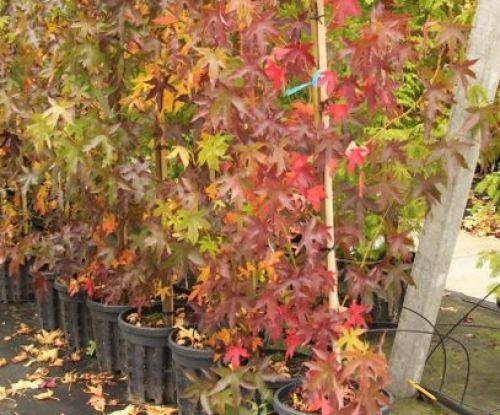 Amerikaanse amberboom - Liquidambar styraciflua 'Thea'