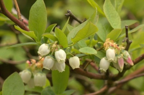 Amerikaanse Bosbes - Vaccinium corymbosum