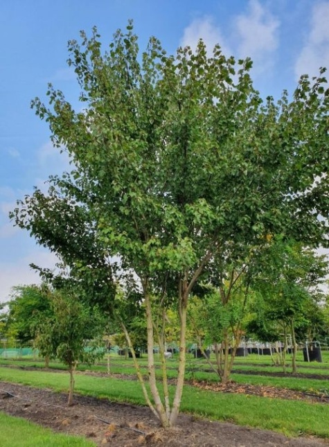 Acer rubrum 'Summer Red' zomerblad