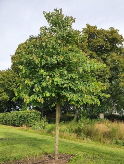Cercis canadensis,  Judasboom met paars bloemen op het kale hout in maart.