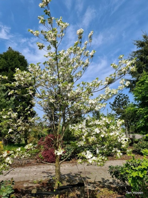 Cornus florida bloeit in april met witte bloemen.