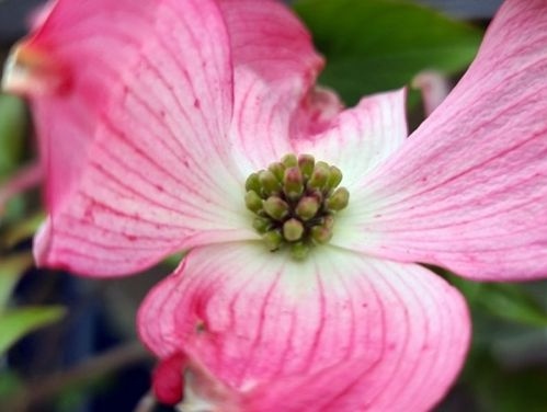 Bladeren Cornus florida rubra