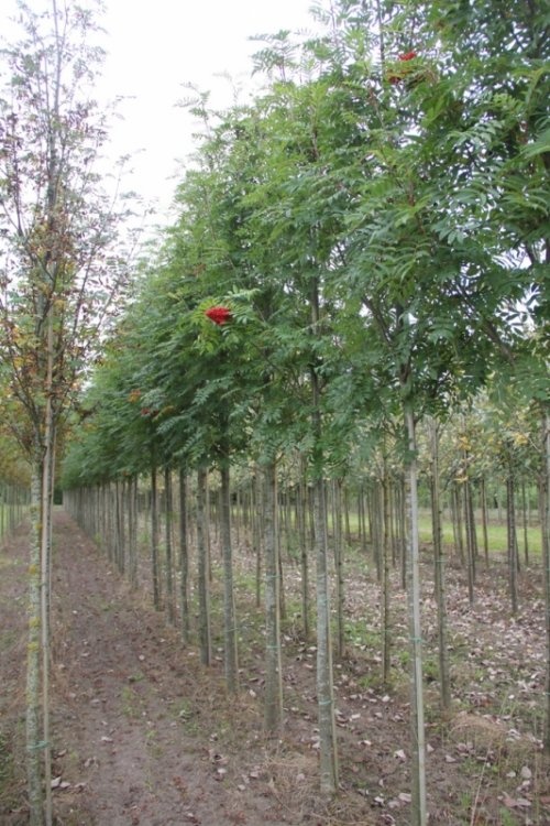 Amerikaanse Lijsterbes - Sorbus americana 'Belmonte'