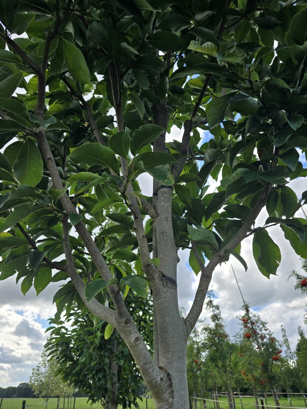 Magnolia 'Wada's Memory'