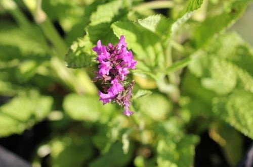 Andoorn - Stachys monnieri 'Hummelo'