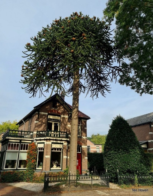 Araucaria araucana