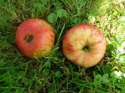 Appel 'Beauty of Bath'  - Malus domestica 'Beauty of Bath'