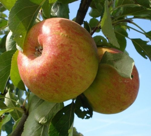 Appel 'Benoni'  - Malus domestica 'Benoni'