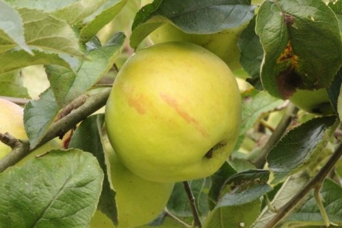 Appel 'Bloemeezoet'  - Malus domestica 'Bloemeezoet'