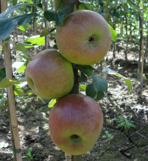 Appel 'Brabant Bellefleur'  - Malus domestica 'Brabant Bellefleur'