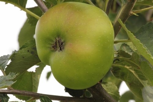Appel 'Bramley's Seedling'  - Malus domestica 'Bramley's Seedling'