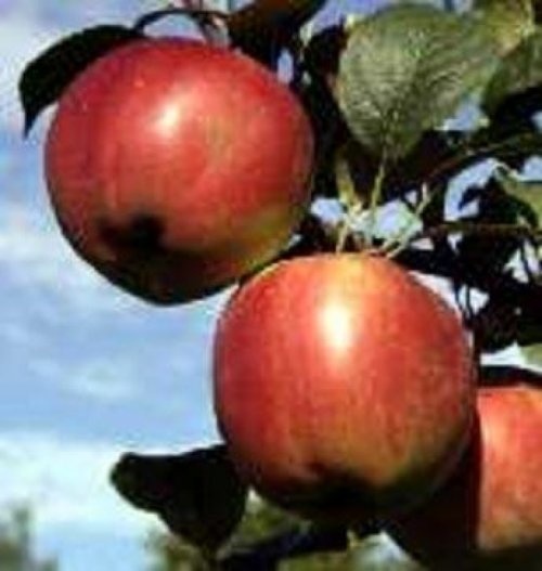 Appel 'Campagnezoet'  - Malus domestica 'Campagnezoet'