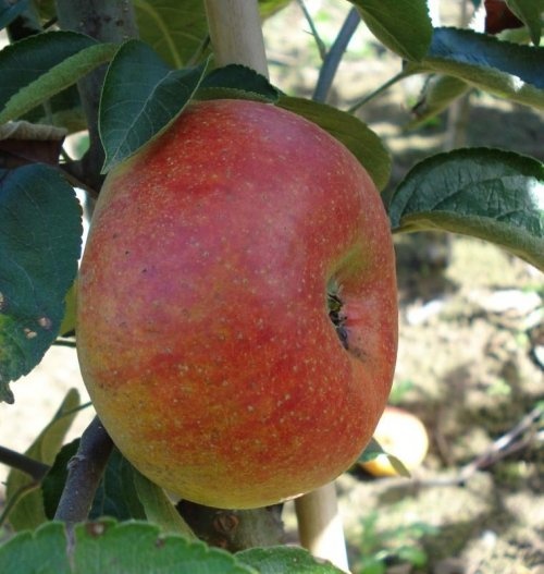 Appel 'Court - Malus domestica 'Court-Pendu'