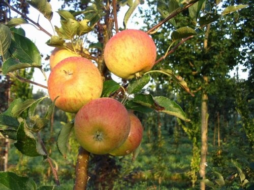Appel 'Cox' - Malus domestica 'Cox's Orange Pippin'