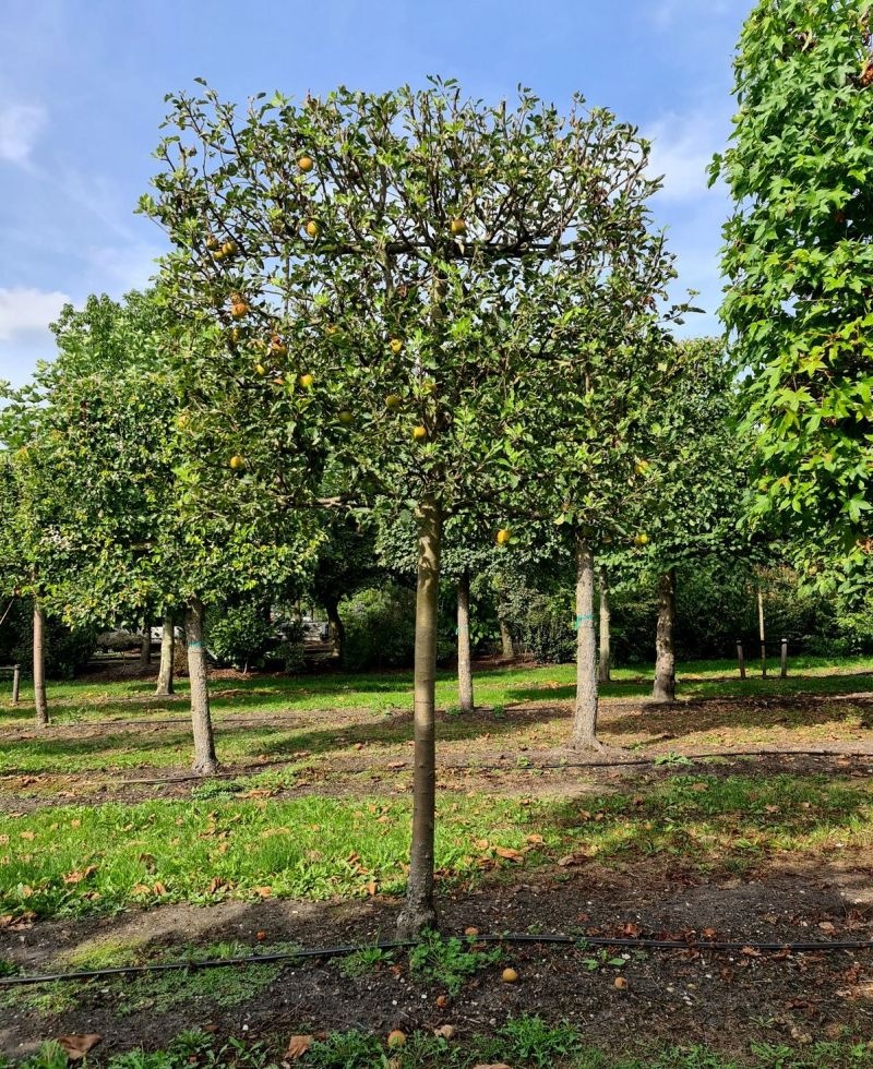 Appel 'Cox' Malus domestica 'Cox's Orange Pippin' kopen