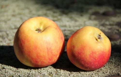 Appel 'Croquella Delgrina' - Malus domestica 'Croquella Delgrina'