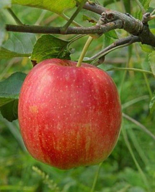 Appel 'Delcorf'   - Malus domestica 'Delcorf'