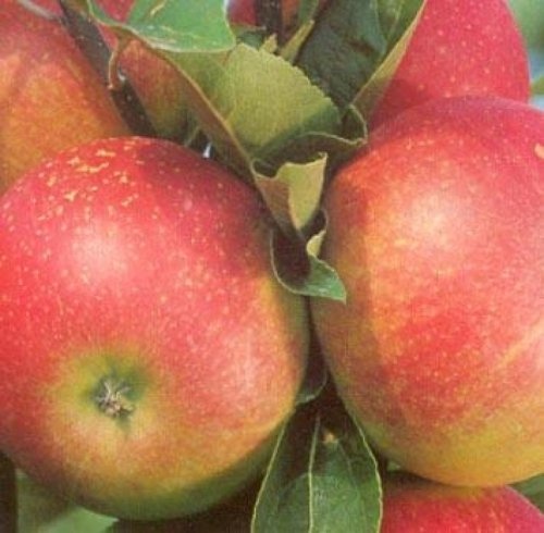 Appel 'Discovery'  - Malus domestica 'Discovery'