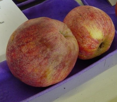 Appel 'Drentse Bellefleur'  - Malus domestica 'Drentse Bellefleur'