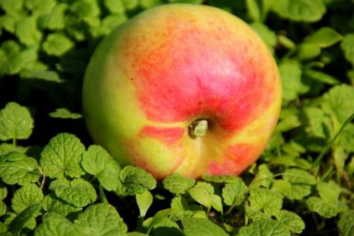 Appel 'Dubbele Bellefleur' - Malus domestica 'Dubbele Bellefleur'