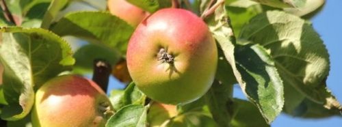 Malus 'Zoete Aagt'