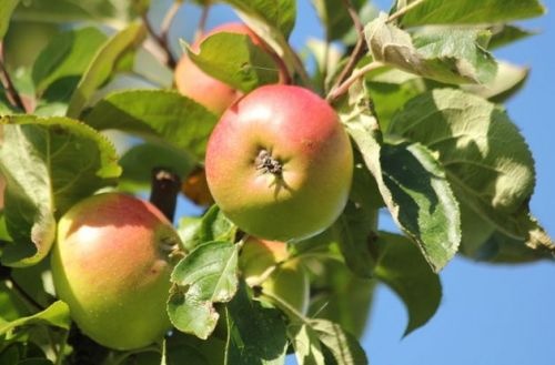 Malus 'Zoete Aagt'